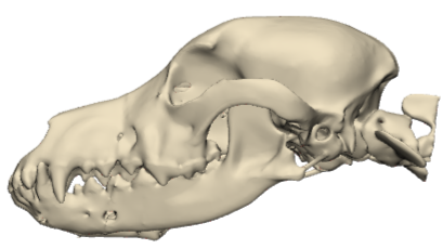 Normale Schädelform (Dackel)
