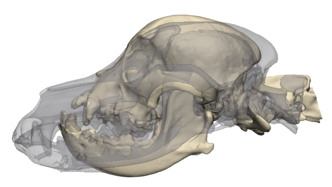 Vergleich der Schädelformen